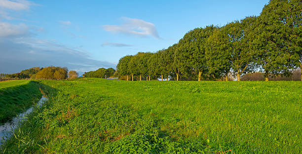 istock Trees along a road through the countryside 521200891