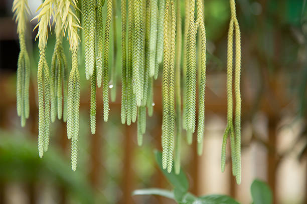 A beautiful texture of green plant.