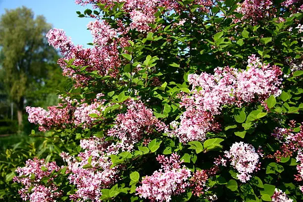 Lilac-blossom in the summer