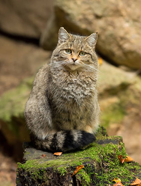 Wild Cat sitting on a Rock in a park in the Bavarian Forest.