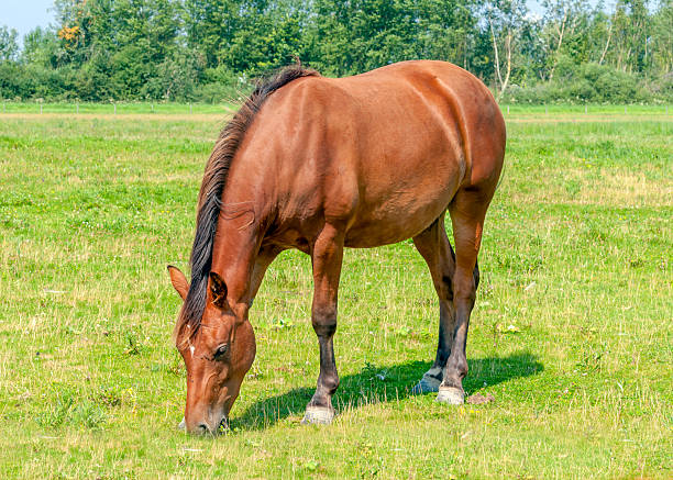 istock Brown horse grazing lonely 521201601