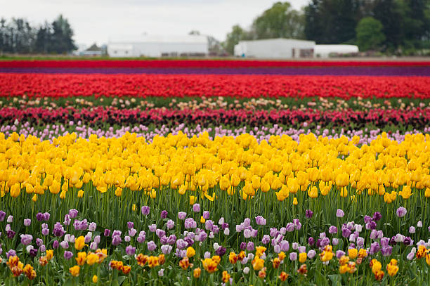 istock Tulips in the Skagit Valley 521201838