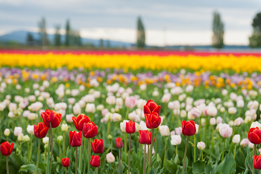 A sure sign that springtime is upon us is the start of the Skagit Valley Tulip Festival. A carpeting of colorful flowers dominates the landscape in all directions.