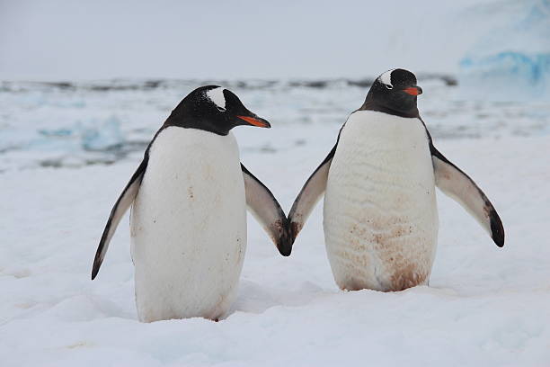 istock Gentoo penguins holding hands, Antarctica 521202025
