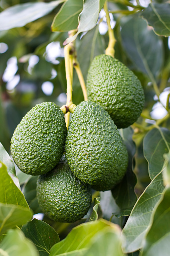 Avocado (Persea americana) Hass variety hanging on a tree. Organic agriculture, bio dynamic cultivation in Sicily island, Italy. Avocado is a fruit rich in nutrient, Omega 3,6 acids. Very popular food for vegetarians and vegans.