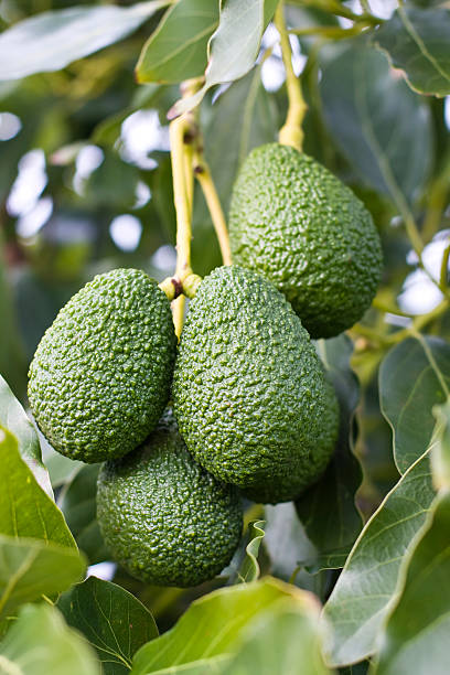 abacate hass variedade da árvore - orchard fruit vegetable tree - fotografias e filmes do acervo