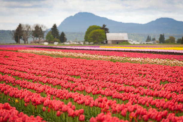 istock Tulips in the Skagit Valley 521202482