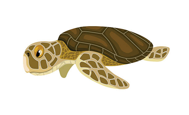 cartoon isolated sea turtle vector art illustration