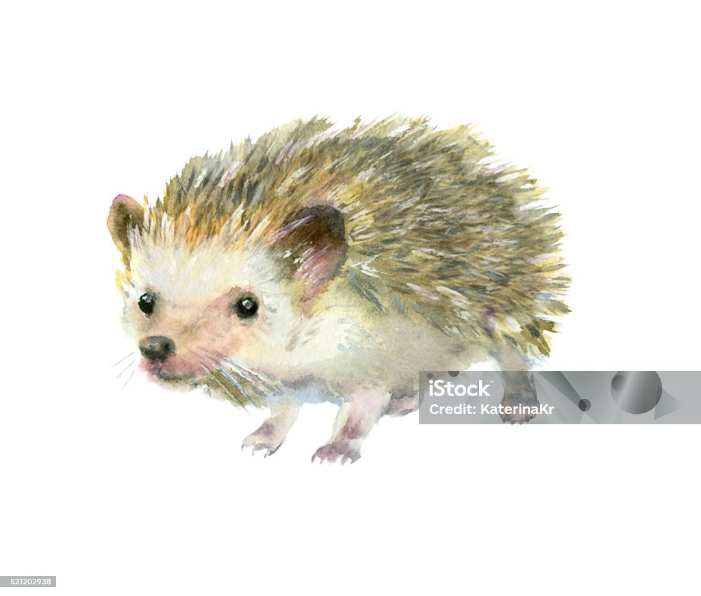 Watercolor little hedgehog. Watercolor painting. Cute hedgehog on white background. Hedgehog stock illustration