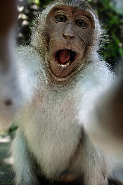 Monkey Taking A Funny Selfie Stock Photo - Download Image Now - Monkey,  Ape, Selfie - iStock