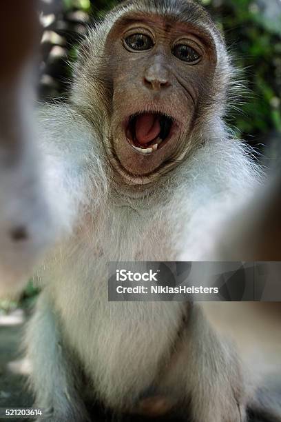 Monkey Taking A Funny Selfie Stock Photo - Download Image Now - Monkey, Ape,  Selfie - iStock