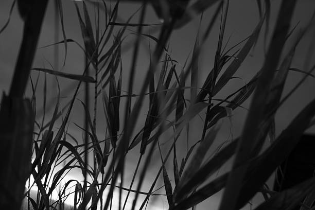 istock Detail of cane thicket 521204233