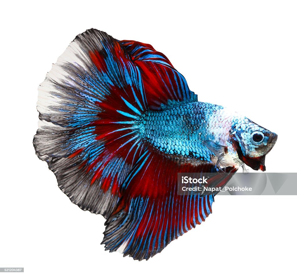 siamese fighting fish, betta isolated on white background. Aggression Stock Photo