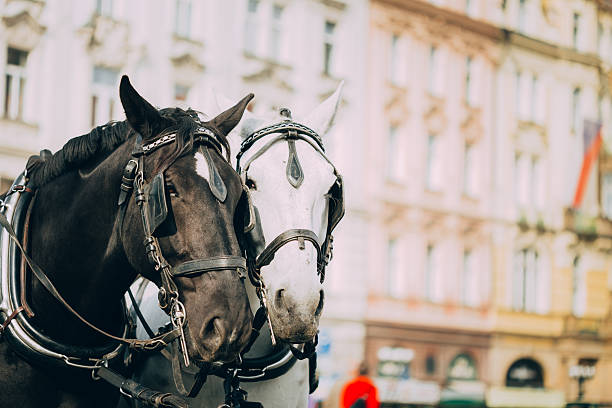 istock Two Horses For Driving Tourists In Prague 521204461