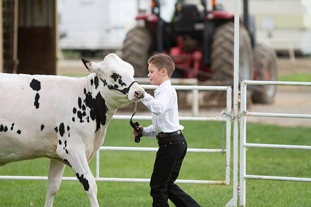 istock Showing at the County Fair 521204726