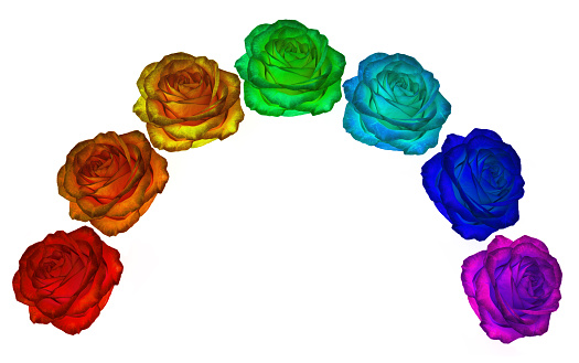 Roses of all colors of the rainbow on a white background. colors of rainbow.
