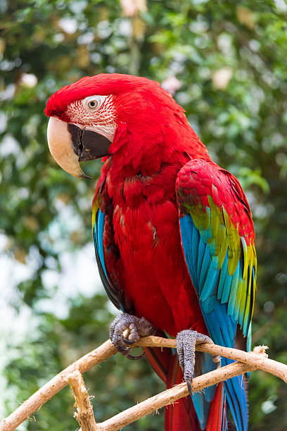 istock Close-up of Bright Red Macaw 521205038