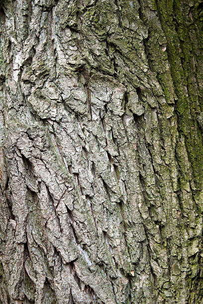 kora drzewa - driftwood twisted wood vertical zdjęcia i obrazy z banku zdjęć