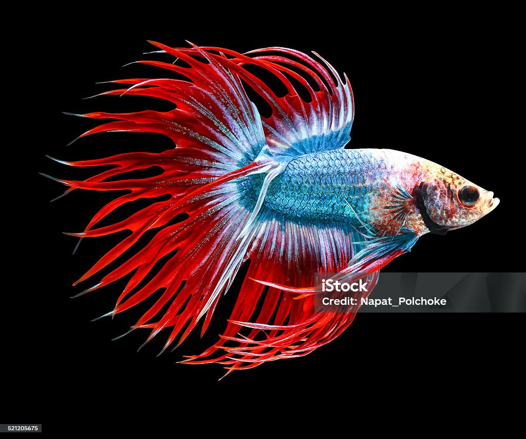 siamese fighting fish isolated on black background. Aggression Stock Photo