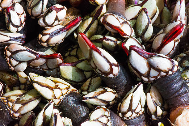 istock Close up on pile of Galician Percebes, Barnacles 521205904