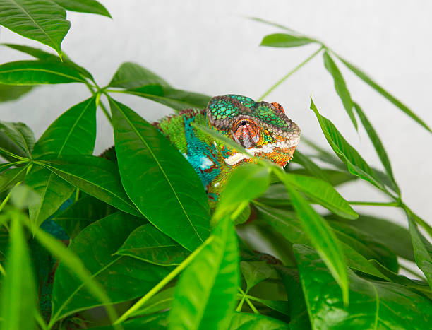 istock Panther chameleon peeking through the leaves of the tree 521206406