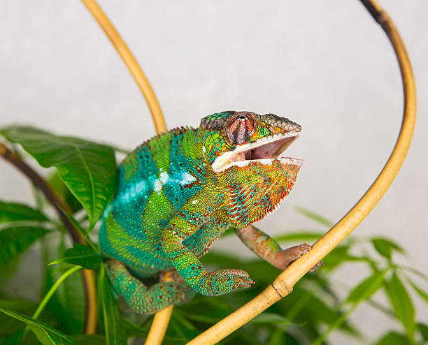 istock Panther Chameleon sitting on a branch with his mouth open 521206786