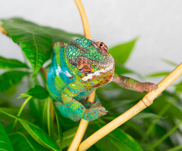 istock Panther chameleon peeking through the leaves of the tree 521207182