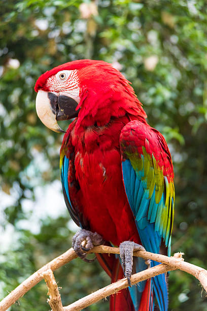 istock Close-up of Bright Red Macaw 521207244