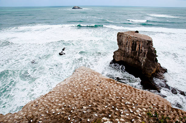 Gannets - Muriwai Coast - New Zealand