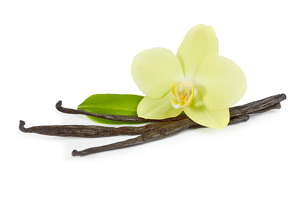 istock Vanilla sticks and yellow orchid with green leaf 521209494