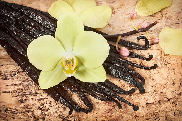bastoncini di vaniglia e orchidea fiore - single flower brown wood spice foto e immagini stock