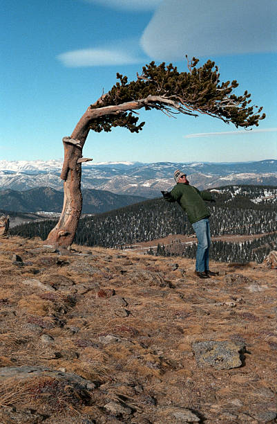 ventos fortes ventos pinho bristlecone para caminhada a monte evans colorado - nevada pine tree bristlecone pine snow - fotografias e filmes do acervo