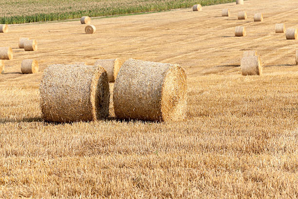 istock harvest of cereals 521212928