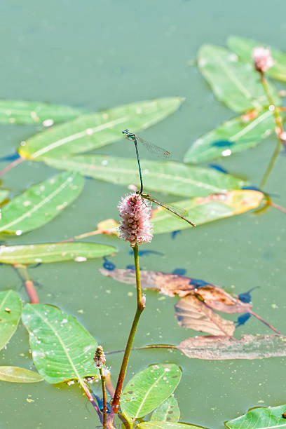 istock Blue dragonfly sitting on the plant 521222644