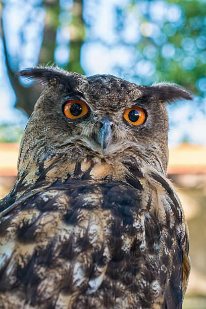 istock Portrait of a euroasian eagle owl 521222676