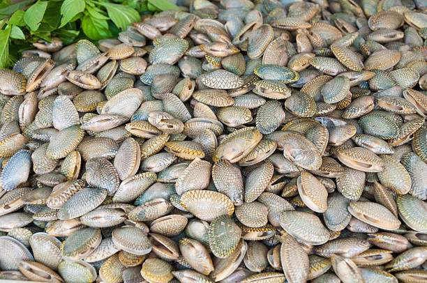 istock fresh clams pile at market 521222958