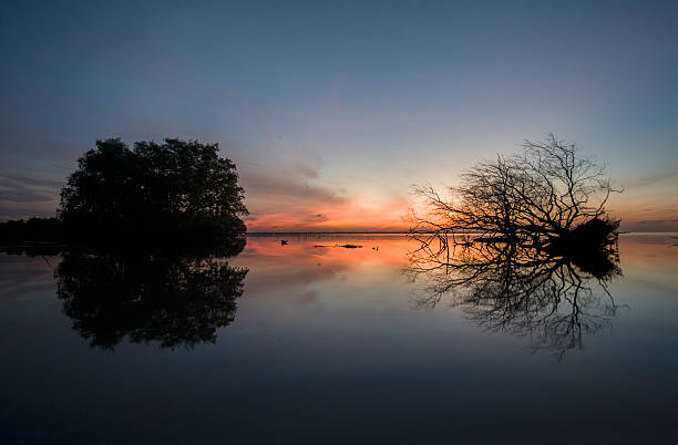 istock The dead mangrove tree laid down on beach swamp 521223160