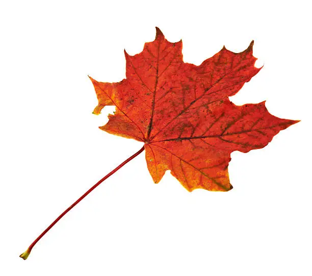 Autumn red maple-leaf isolated over white background