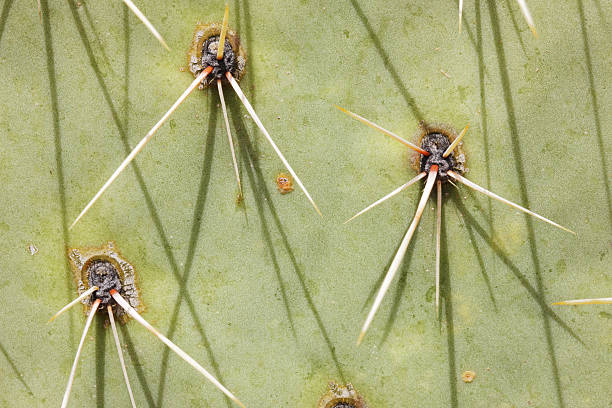 istock Prickly Pear Cactus Spines Areoles Glochids 521223896