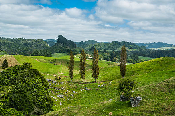 Waitomo Valley in Waikato, New Zealand Waitomo Valley is a location of famous Waitomo Caves, where visitors can see myriads of glow worms. But first visitors have to drive through picturesque landscapes of Waikato, New Zealand. waitomo caves stock pictures, royalty-free photos & images