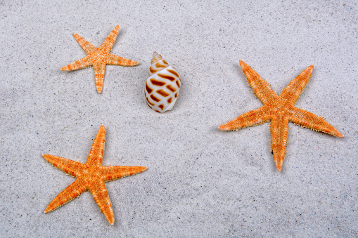 Orange starfishes and shell on a grey background