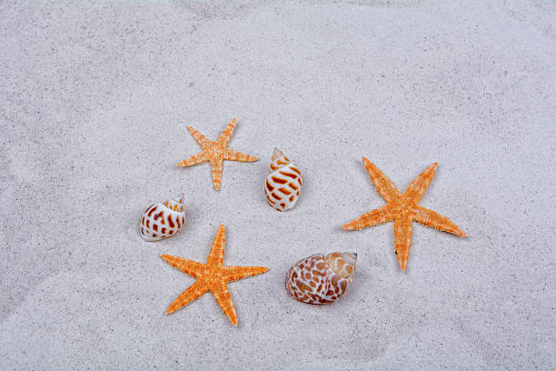 istock Orange starfishes and shells on a sand background 521224542