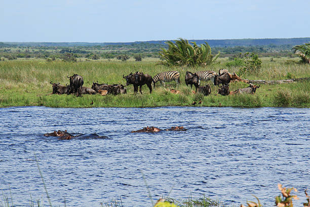 Hippos, zebras and wildebeest on a pond Hippopotamus , zebras and wildebeest near a water hole, at St. Lucia Wetland Park, KwaZulu-Natal province, South Africa. isimangaliso wetland park stock pictures, royalty-free photos & images