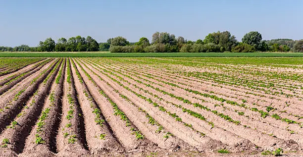 Sunny potato field with rows in the Netherlands