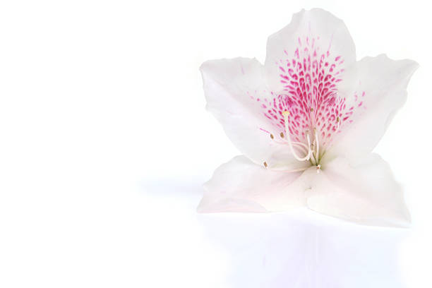 Japanese azalea flower close up in white background