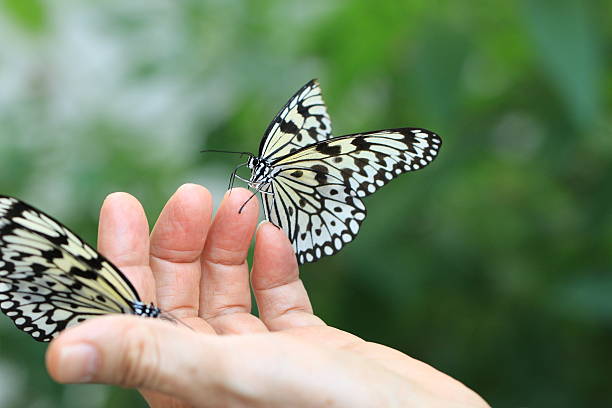 istock Large Tree Nymphs butterflies on the hand 521226349
