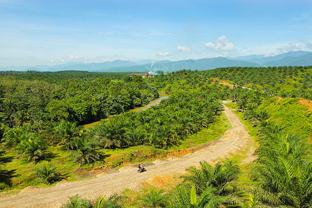 Palm oil factory, Sumatra Indonesia stock photo