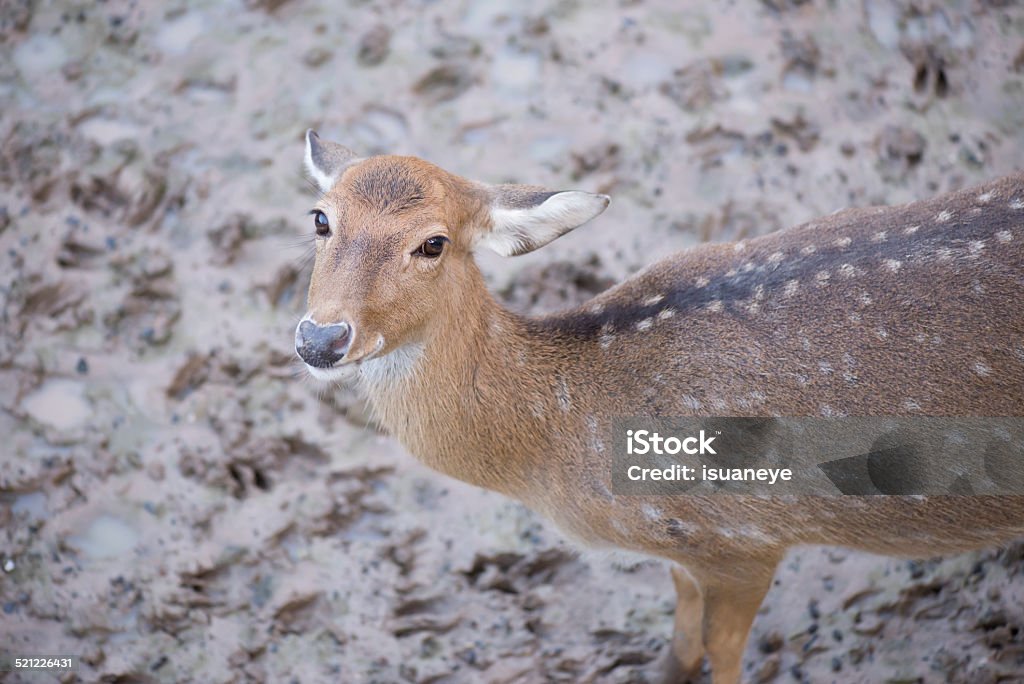 Cheetal Or Spotted Deer Or Axis Deer Stock Photo - Download Image Now -  Animal, Animal Wildlife, Animals In The Wild - iStock