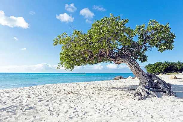 Dividivi tree on Aruba island in the Caribbean