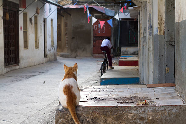 Stone Town, Zanzibar, Tanzania - May 22, 2012: A cat sits in the foreground of an alleyway in central Stone Town looking toward a young man on a bike in the distance.